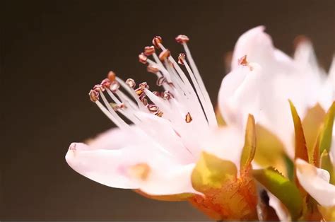 花芯 意思|花芯和花蕊的意思是什么